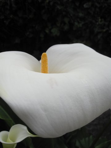 stuttershutter flower on alcatraz island